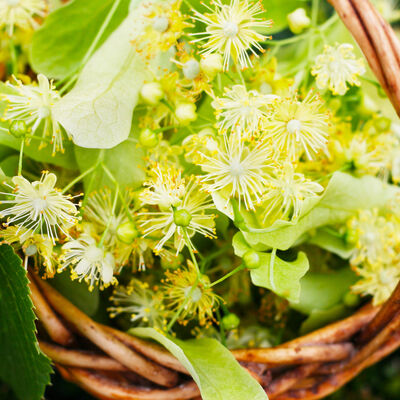 Lindenbl&uuml;te im Juni