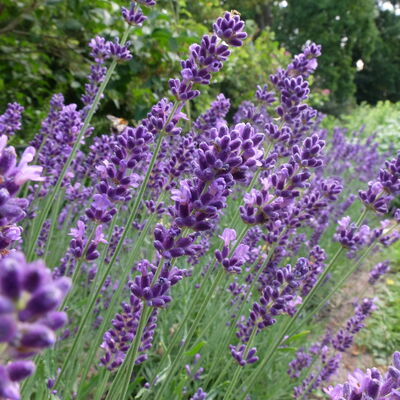 Beet mit Lavendel im Heilpflanzengarten