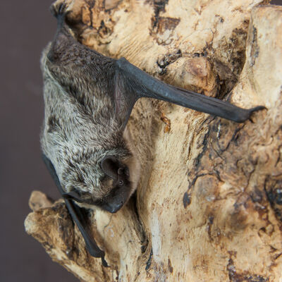 Zweifarbfledermaus (Vespertilio murinus)