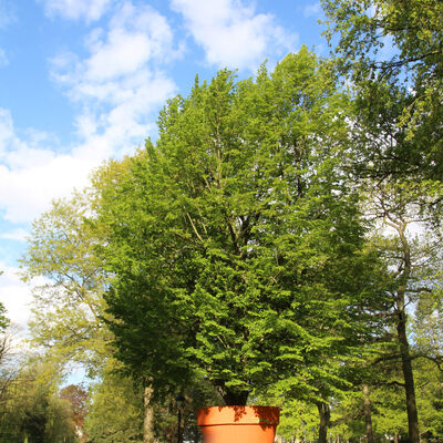 Blumentopf im Franz&ouml;sischen Garten